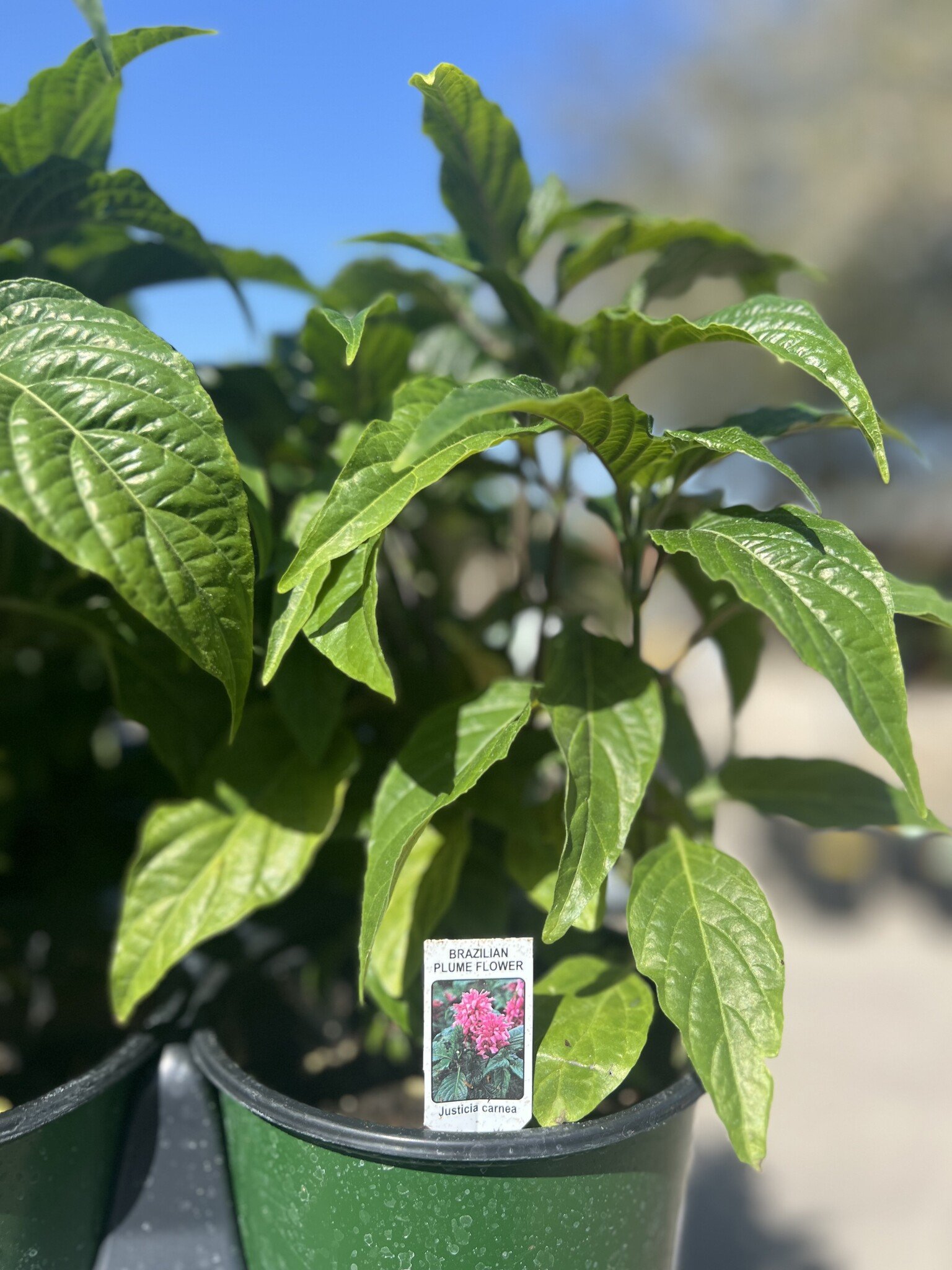 'PINK PLUME' JACOBINA PLANT, 1 GALLON