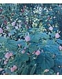 PINK TURKS CAP PLANT, 1 GALLON