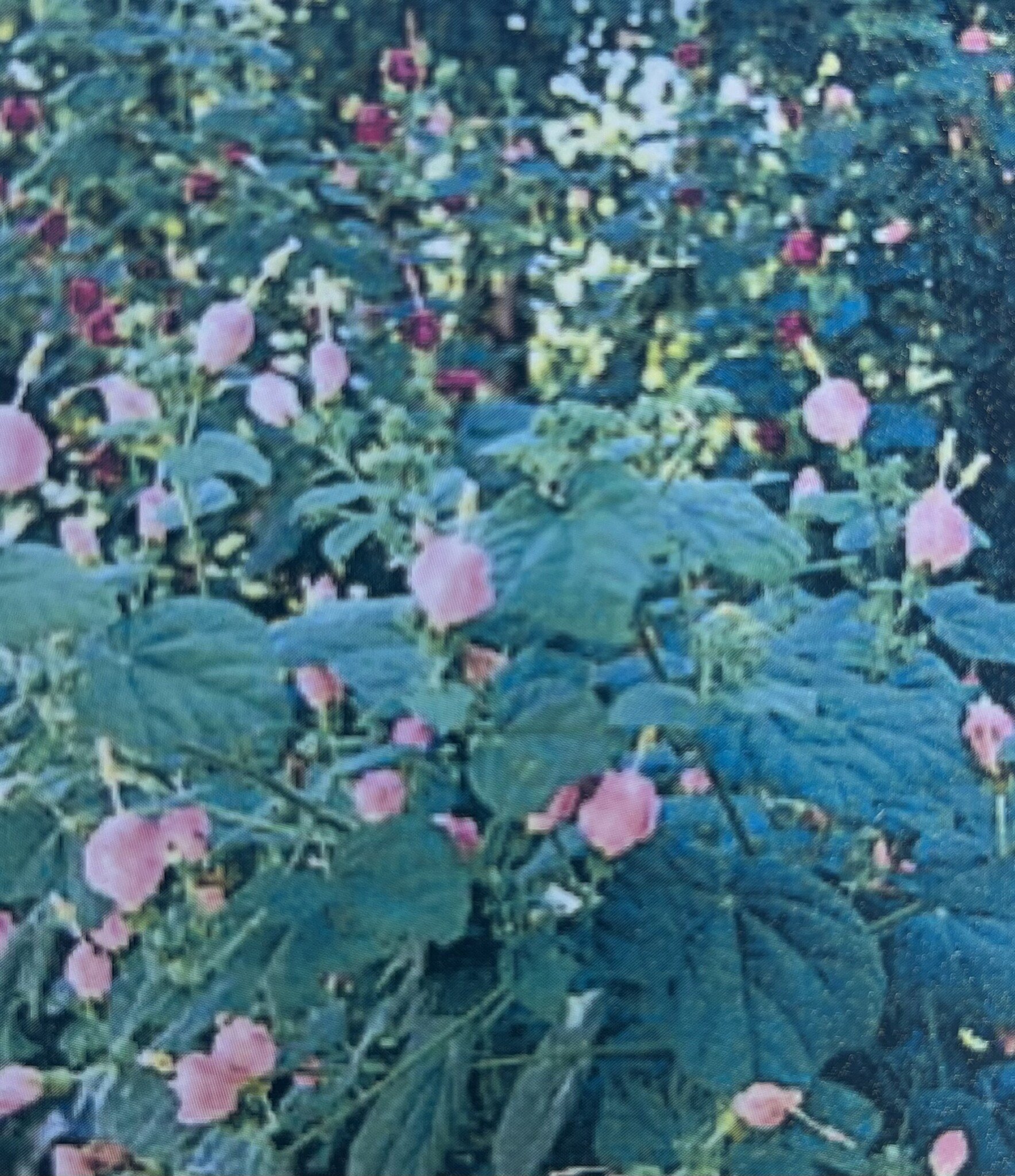 PINK TURKS CAP PLANT, 1 GALLON