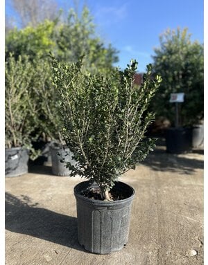 HOLLY, 'COMPACTA', 3G