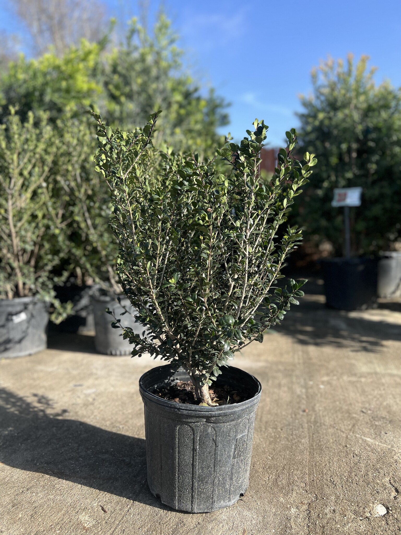 HOLLY, 'COMPACT', 3G