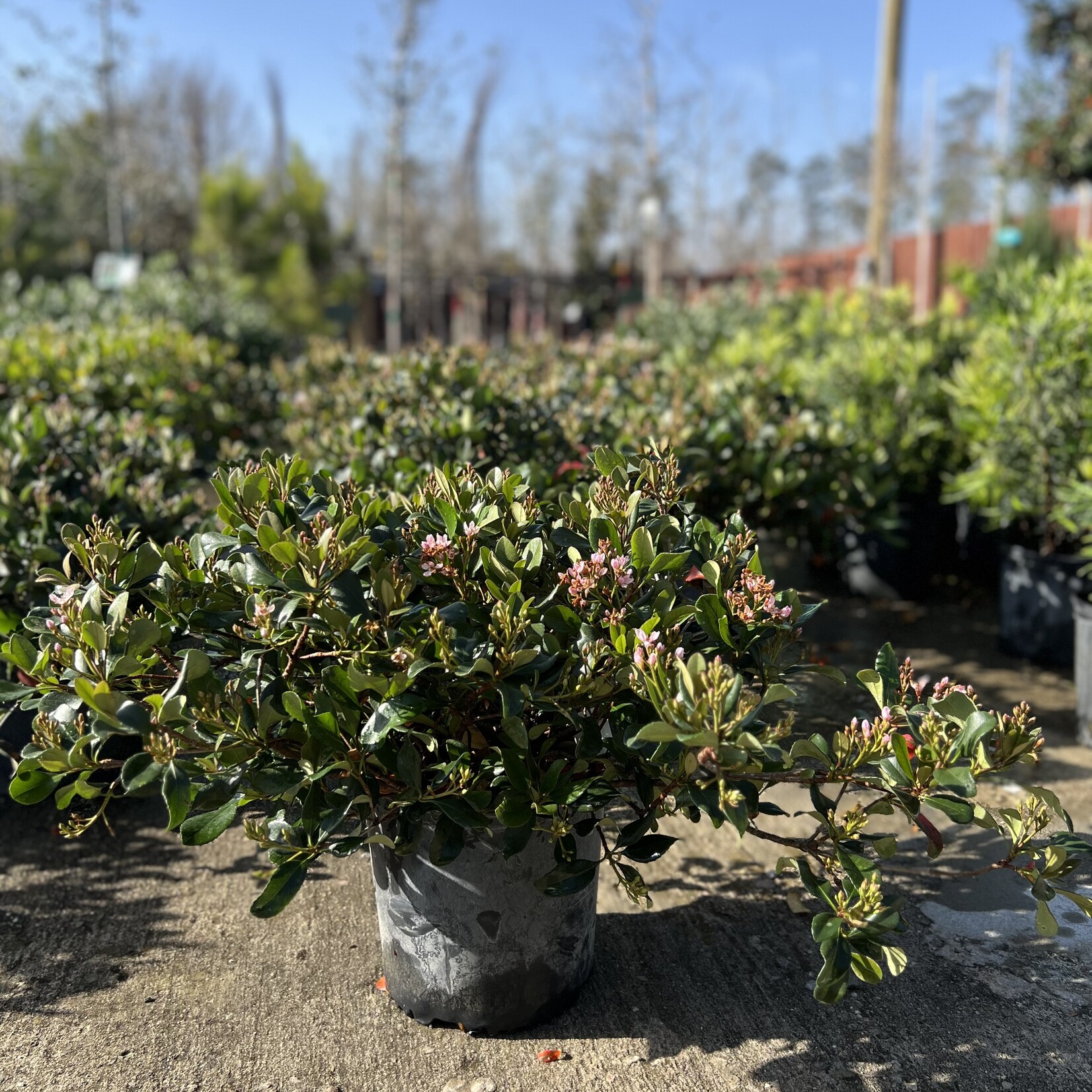 HAWTHORN, 'ELEANOR TABER', 3G