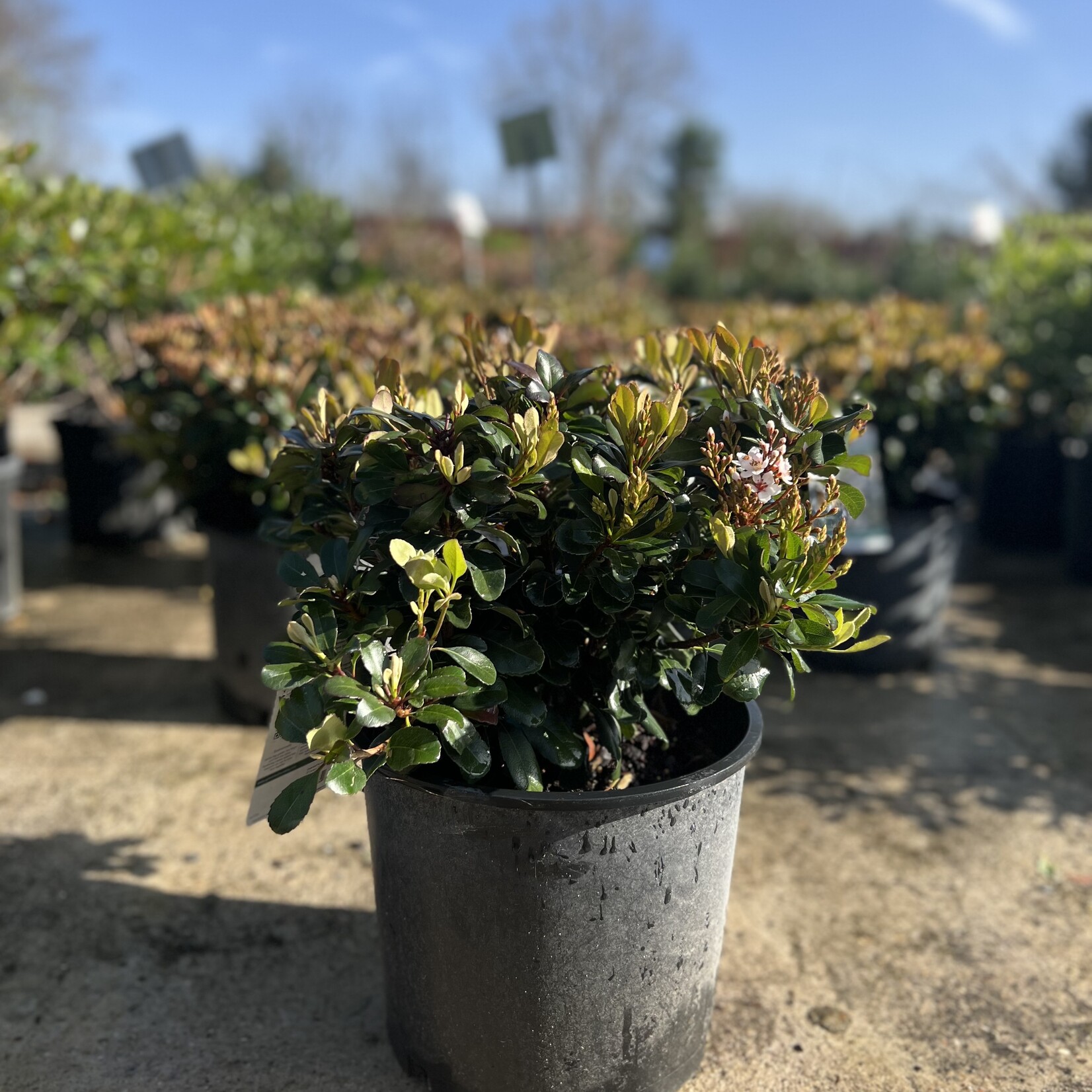 HAWTHORN, 'SNOWCAP', 3G