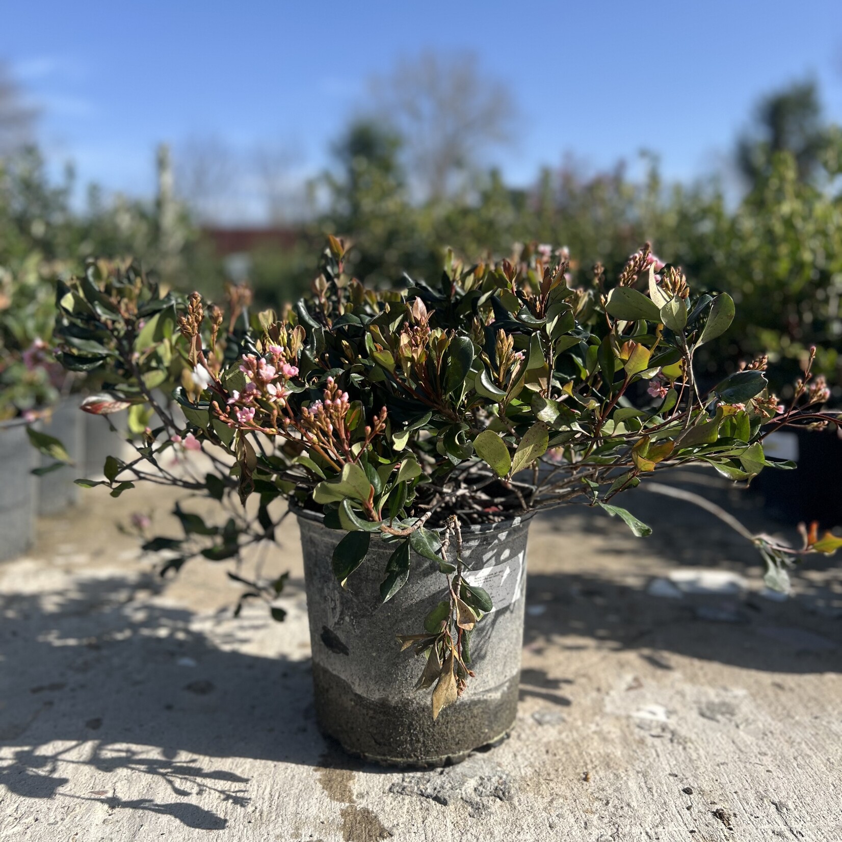 HAWTHORN, 'BAY BREEZE' 3G