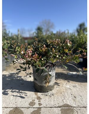 Hawthorn 'Bay Breeze' 3G