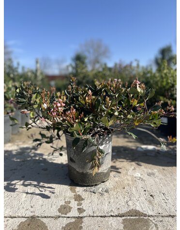 Hawthorn 'Bay Breeze' 3G