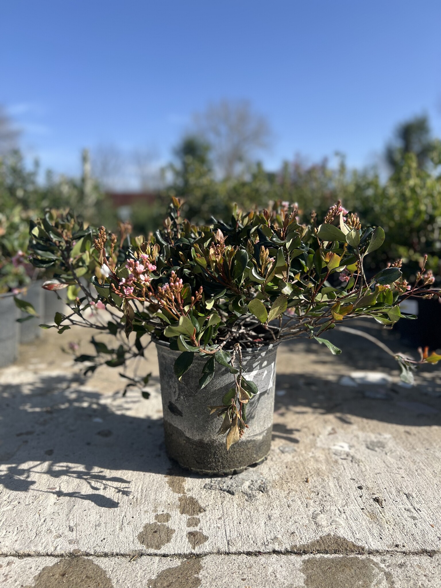 Bay Breeze Hawthorn 3 Gallon - Rhaphiolepis indica 'Bay Breeze'