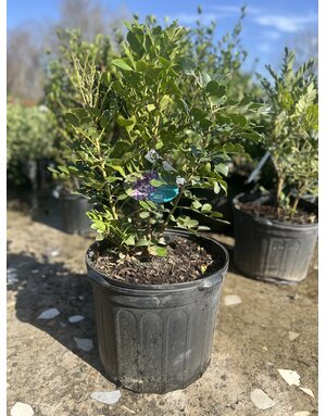 TEXAS MOUNTAIN LAUREL, 7G