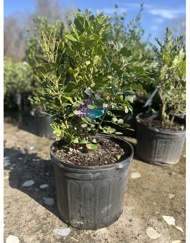 TEXAS MOUNTAIN LAUREL, 7G