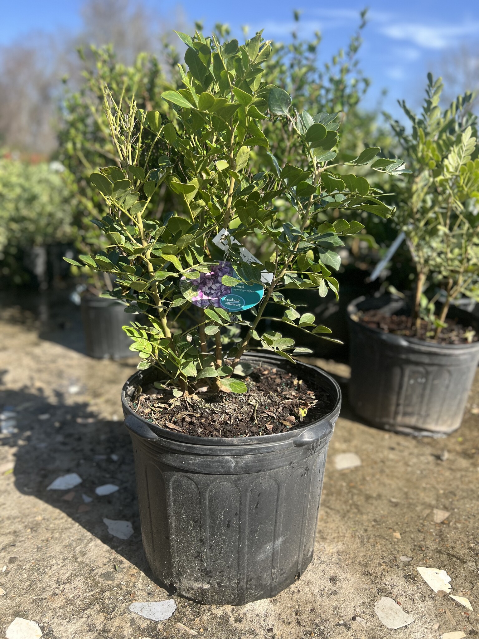 TEXAS MOUNTAIN LAUREL, 7G