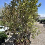 WAX MYRTLE, 30G