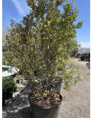 Wax Myrtle 30G