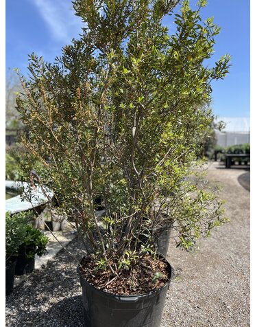 Wax Myrtle 30G