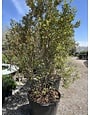 Wax Myrtle 30 Gallon - Specimen Native Evergreen Shrub