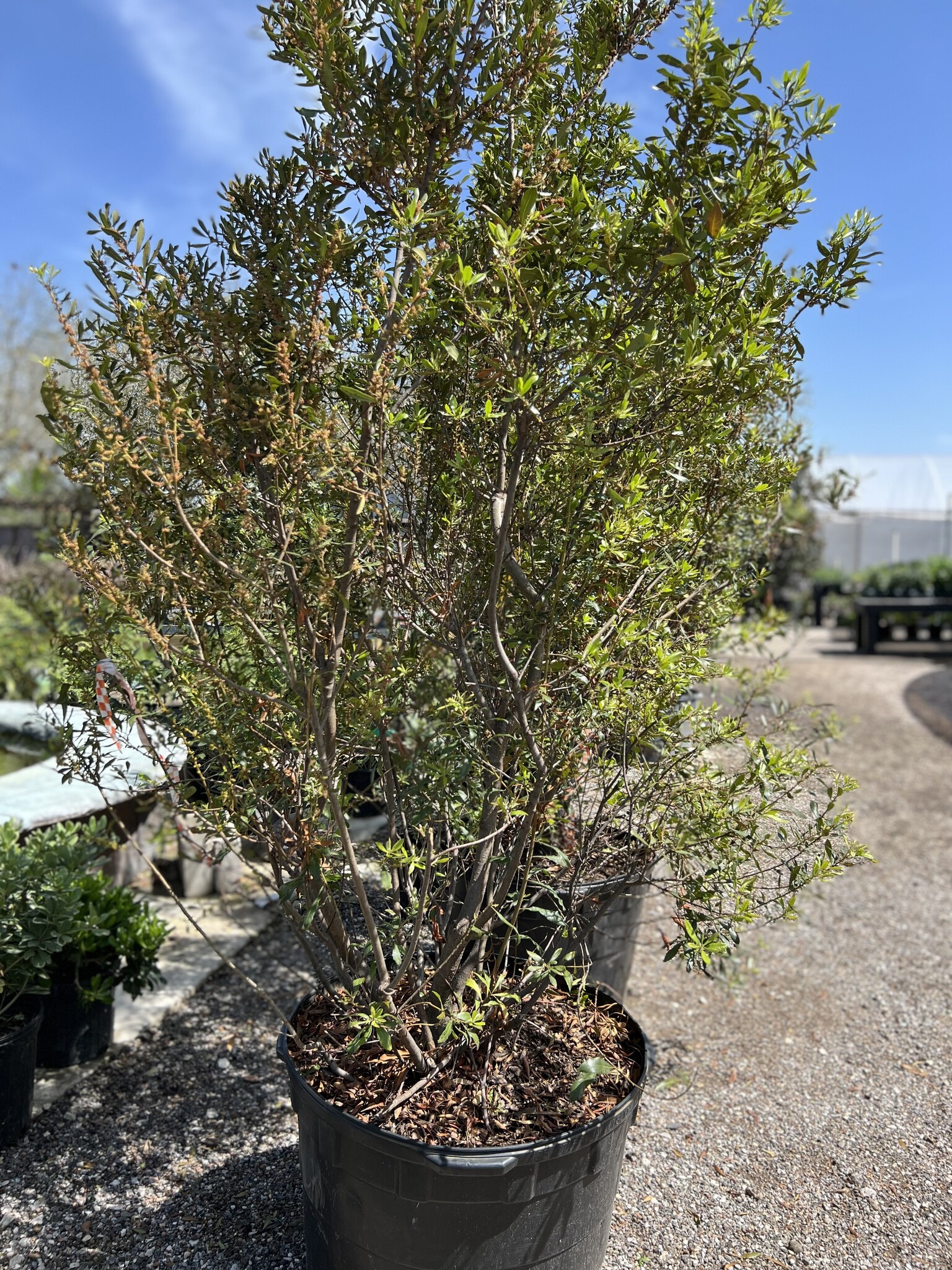 Wax Myrtle 30 Gallon - Specimen Native Evergreen Shrub