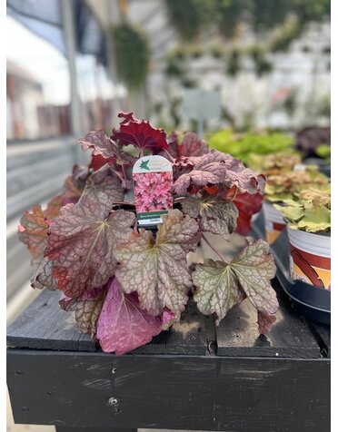 HEUCHERA, 'BERRY SMOOTHIE CORAL BELLS', 1G