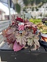 HEUCHERA, 'BERRY SMOOTHIE CORAL BELLS', 1G