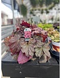 HEUCHERA, 'BERRY SMOOTHIE CORAL BELLS', 1G