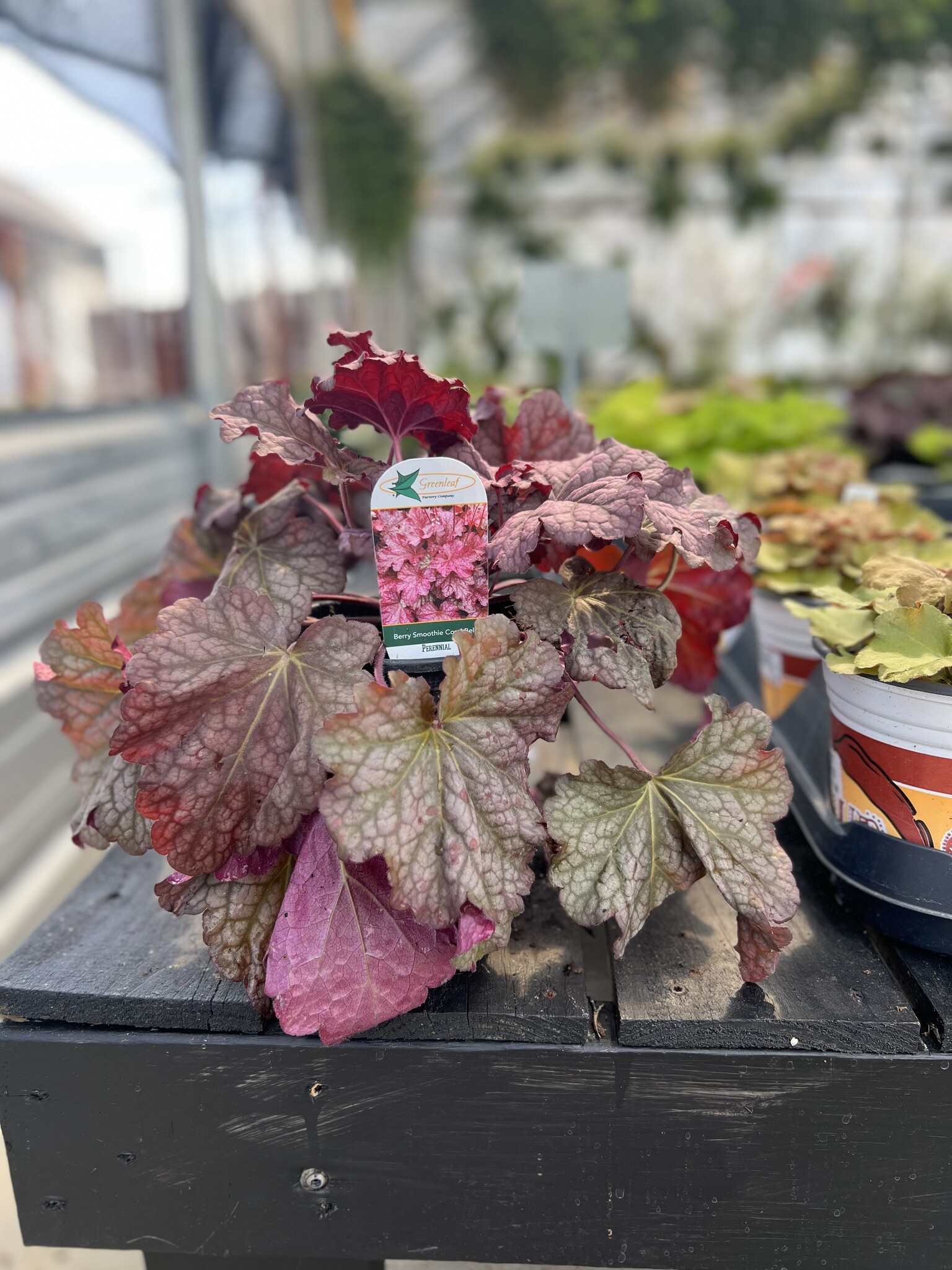 HEUCHERA, 'BERRY SMOOTHIE CORAL BELLS', 1G