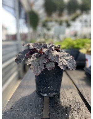 HEUCHERA, 'CAJUN FIRE CORAL BELLS', 1G