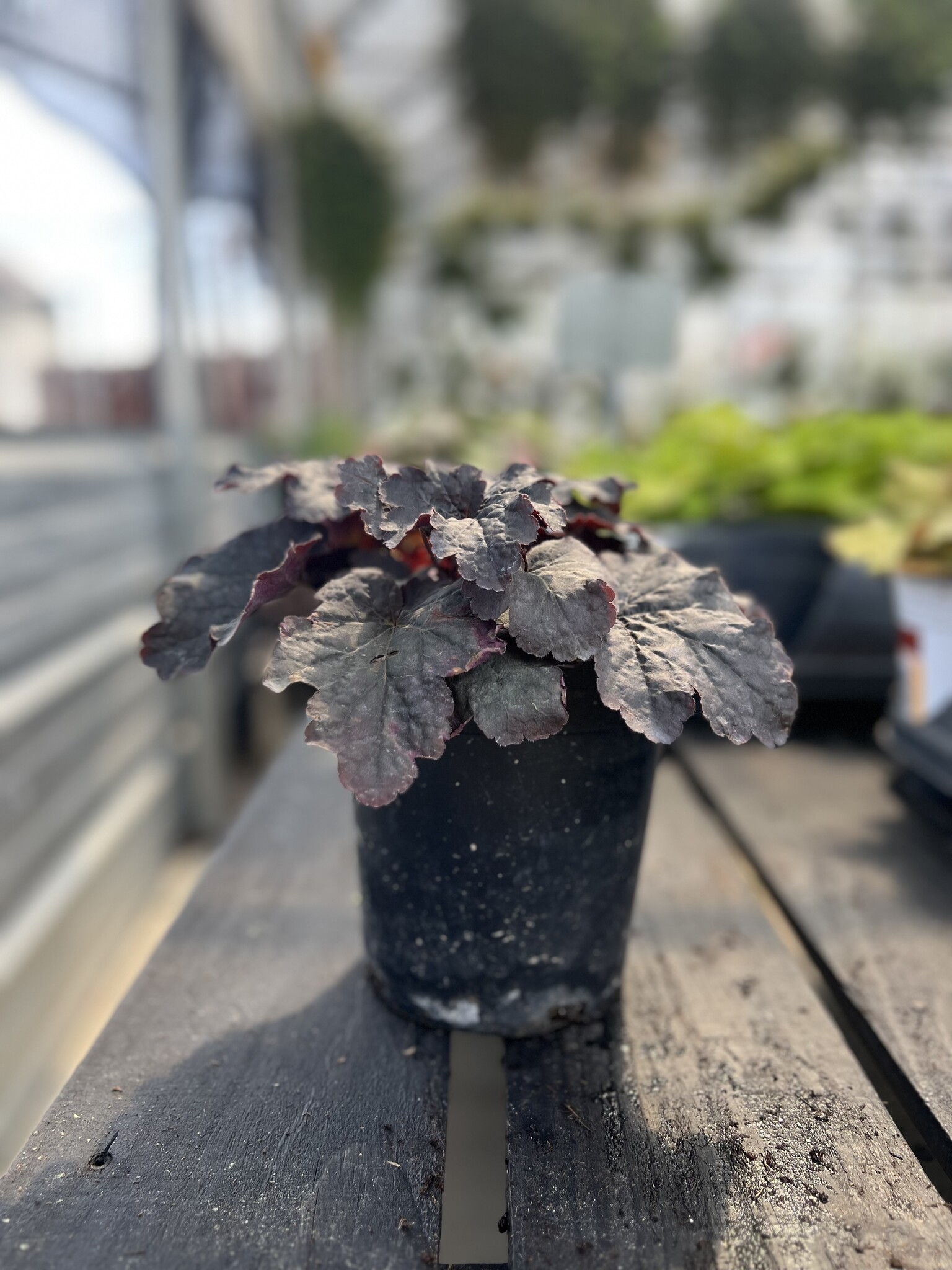'CAJUN FIRE' CORAL BELLS, 1 GALLON