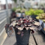 HEUCHERA, 'MIDNIGHT ROSE CORAL BELLS', 1G