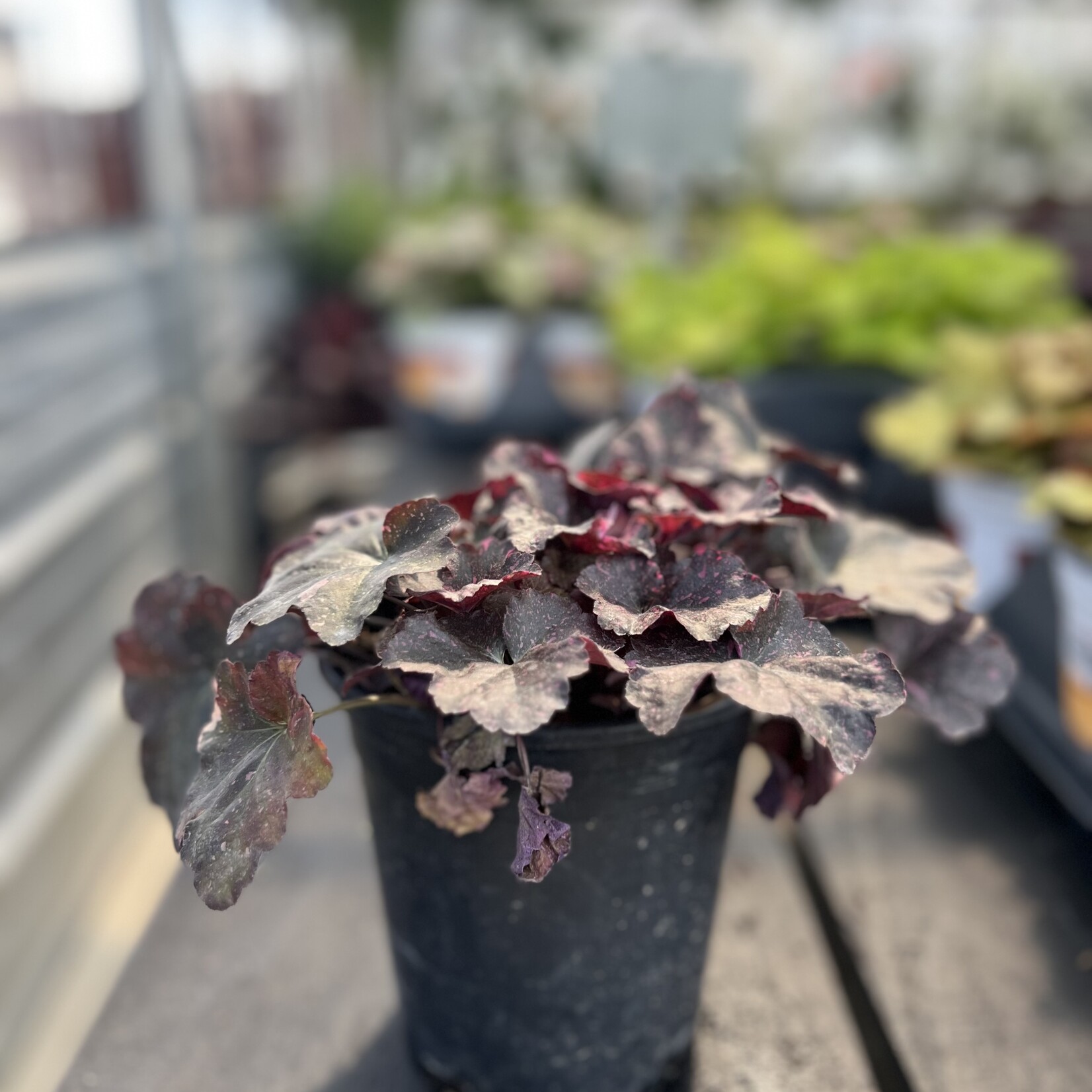 HEUCHERA, 'MIDNIGHT ROSE CORAL BELLS', 1G