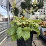 HEUCHERA, 'RED LIGHTNING CORAL BELLS', 1G