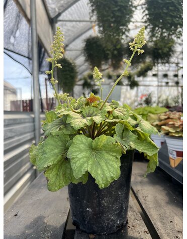 HEUCHERA, 'RED LIGHTNING CORAL BELLS', 1G
