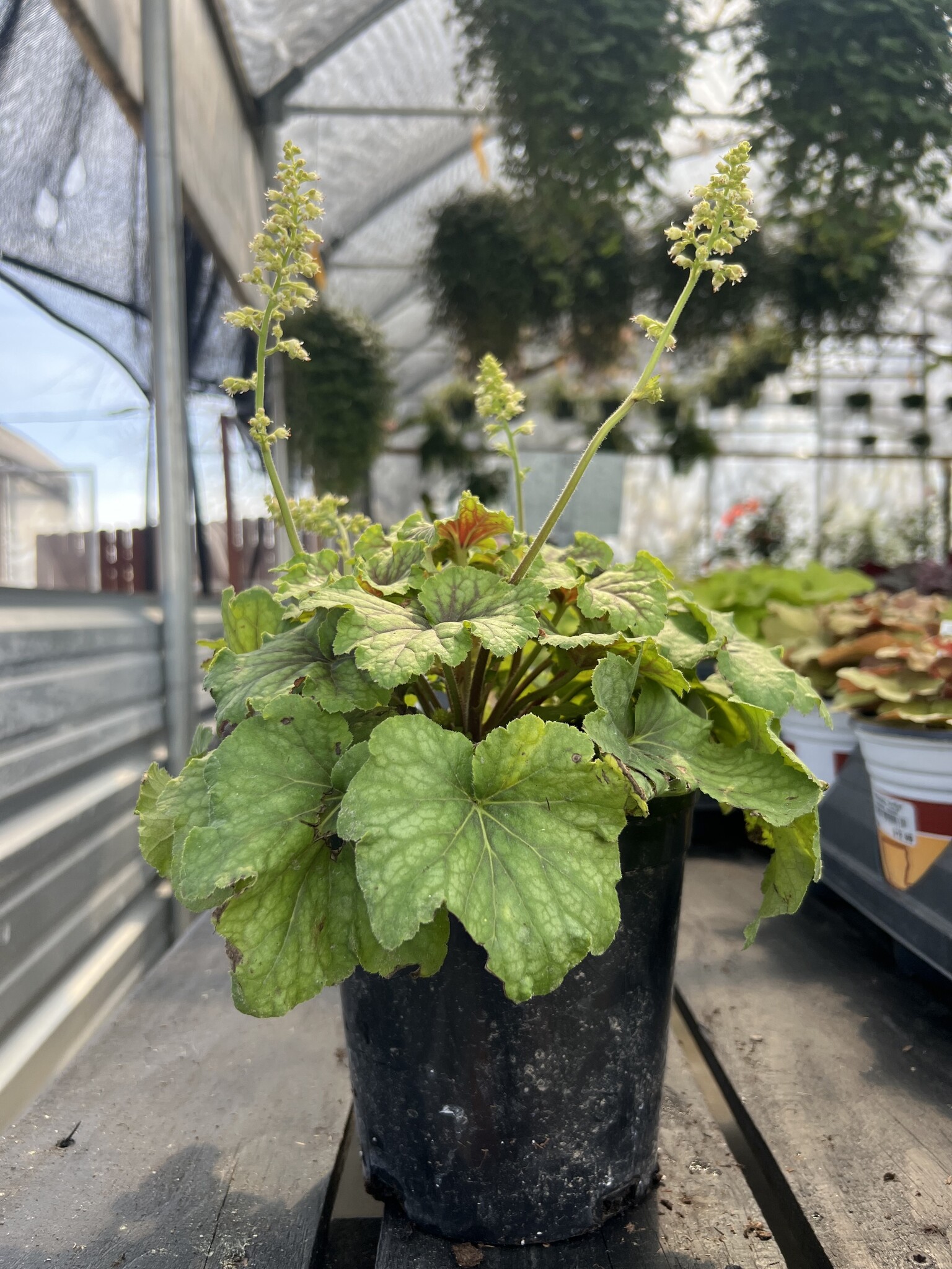 HEUCHERA, 'RED LIGHTNING CORAL BELLS', 1G