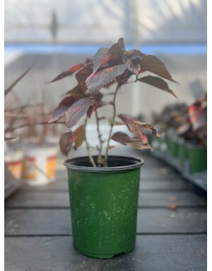ACALYPHA, 'COPPER PLANT 1G