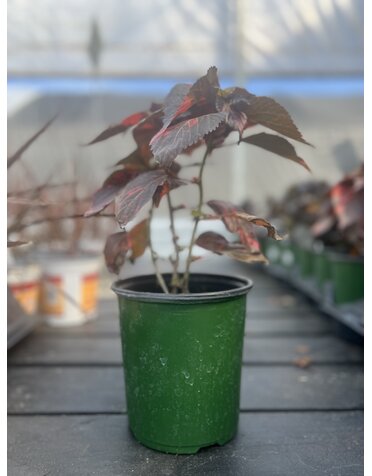 ACALYPHA, 'COPPER PLANT', 1G*