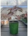 ACALYPHA, 'COPPER PLANT 1G