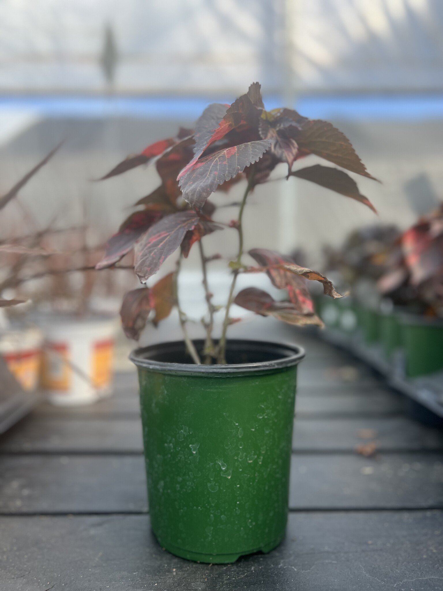 ACALYPHA, 'COPPER PLANT 1G