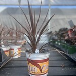 CORDYLINE, 'RED STAR', 1G