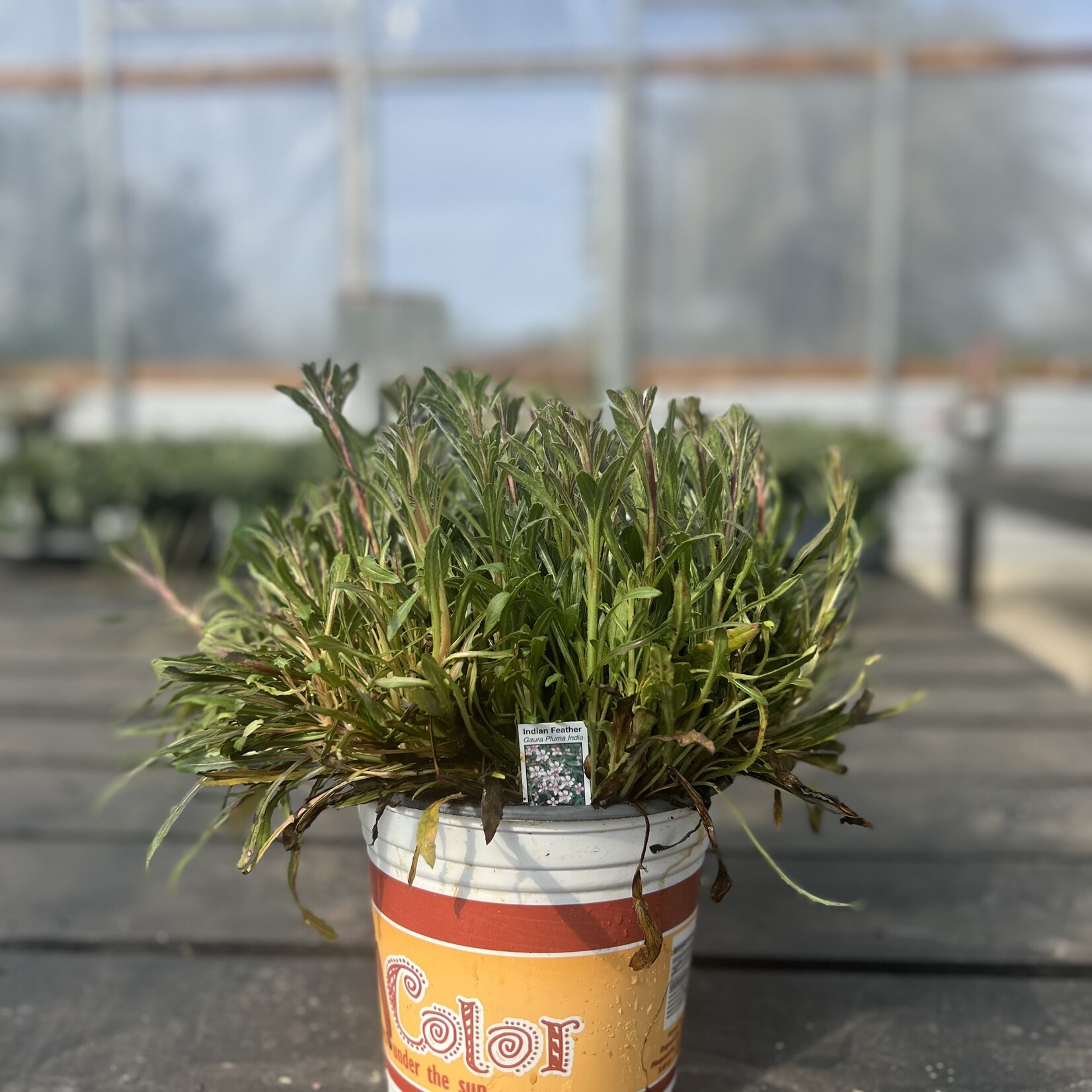 GAURA, 'SISKIYOU PINK 1G