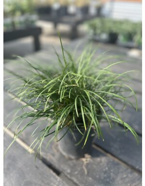 Grass 'Mondo Dwarf' 1g