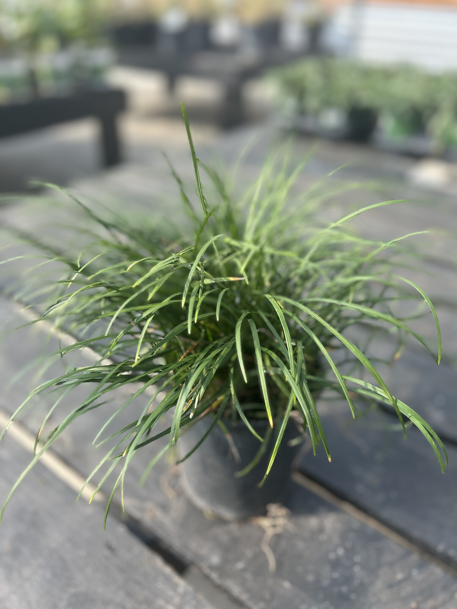 'DWARF MONDO' GRASS, 1 GALLON