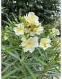 'YELLOW' OLEANDER, 3 GALLON