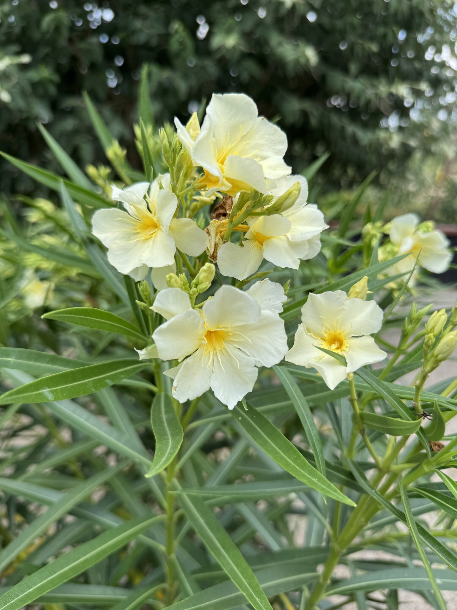 'YELLOW' OLEANDER, 3 GALLON