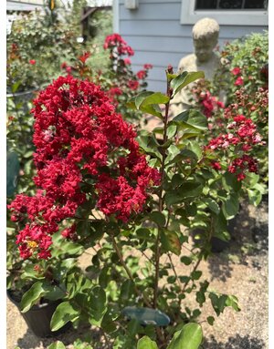 Crape Myrtle 'Dynamite Red' 15G