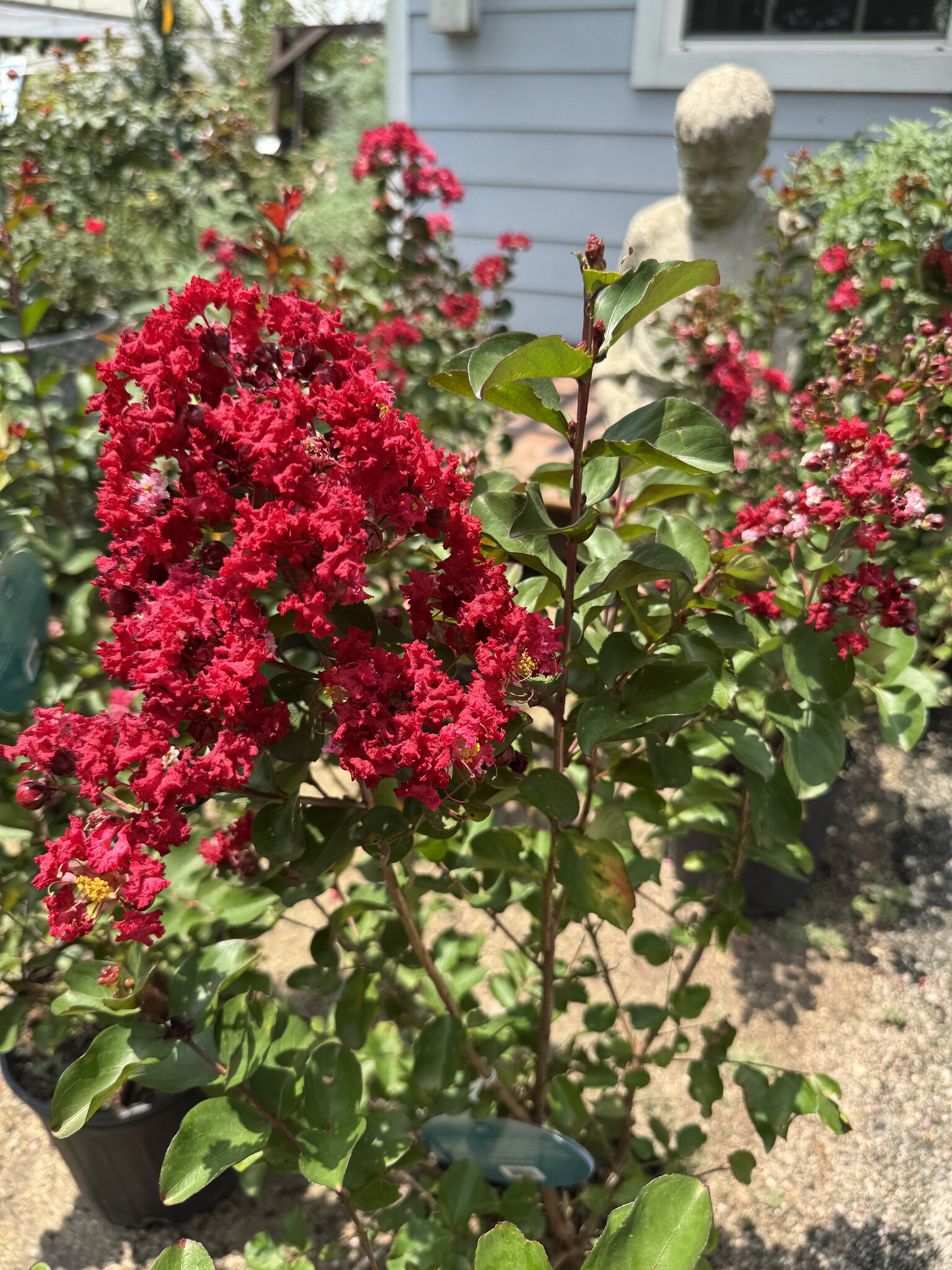Dynamite Red Crape Myrtle 15 Gallon - Lagerstroemia indica 'Dynamite Red'