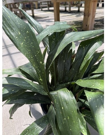 Aspidistra Milky Way Cast Iron Plant 2 Gallon