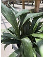 Aspidistra 'Milky Way' 2 Gallon - Variegated Cast Iron Plant