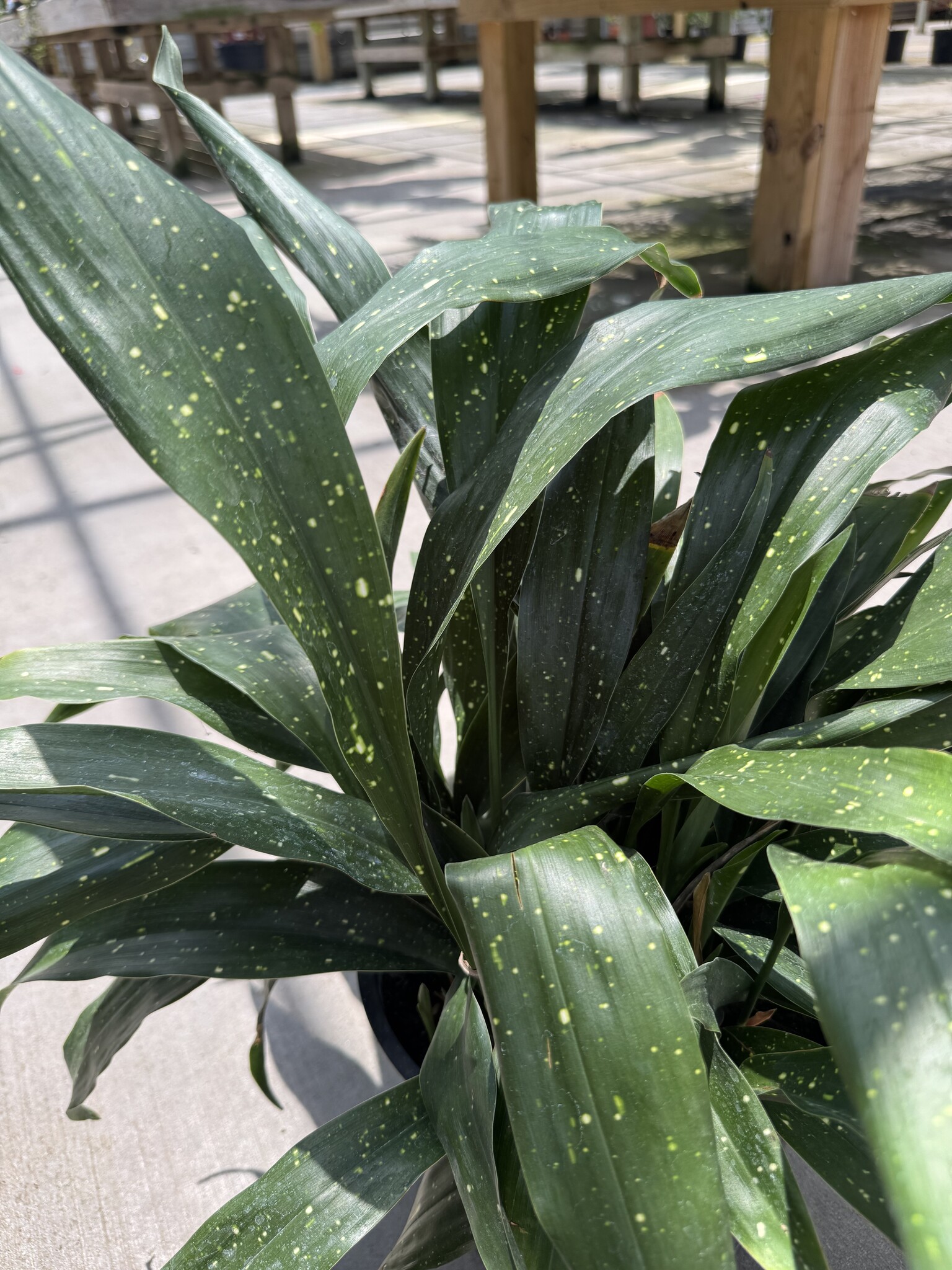 Aspidistra 'Milky Way' 2 Gallon - Variegated Cast Iron Plant