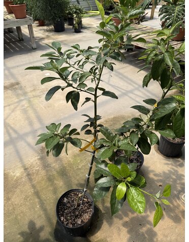 FRUIT TREE, AVOCADO, 'PANCHO', 3G