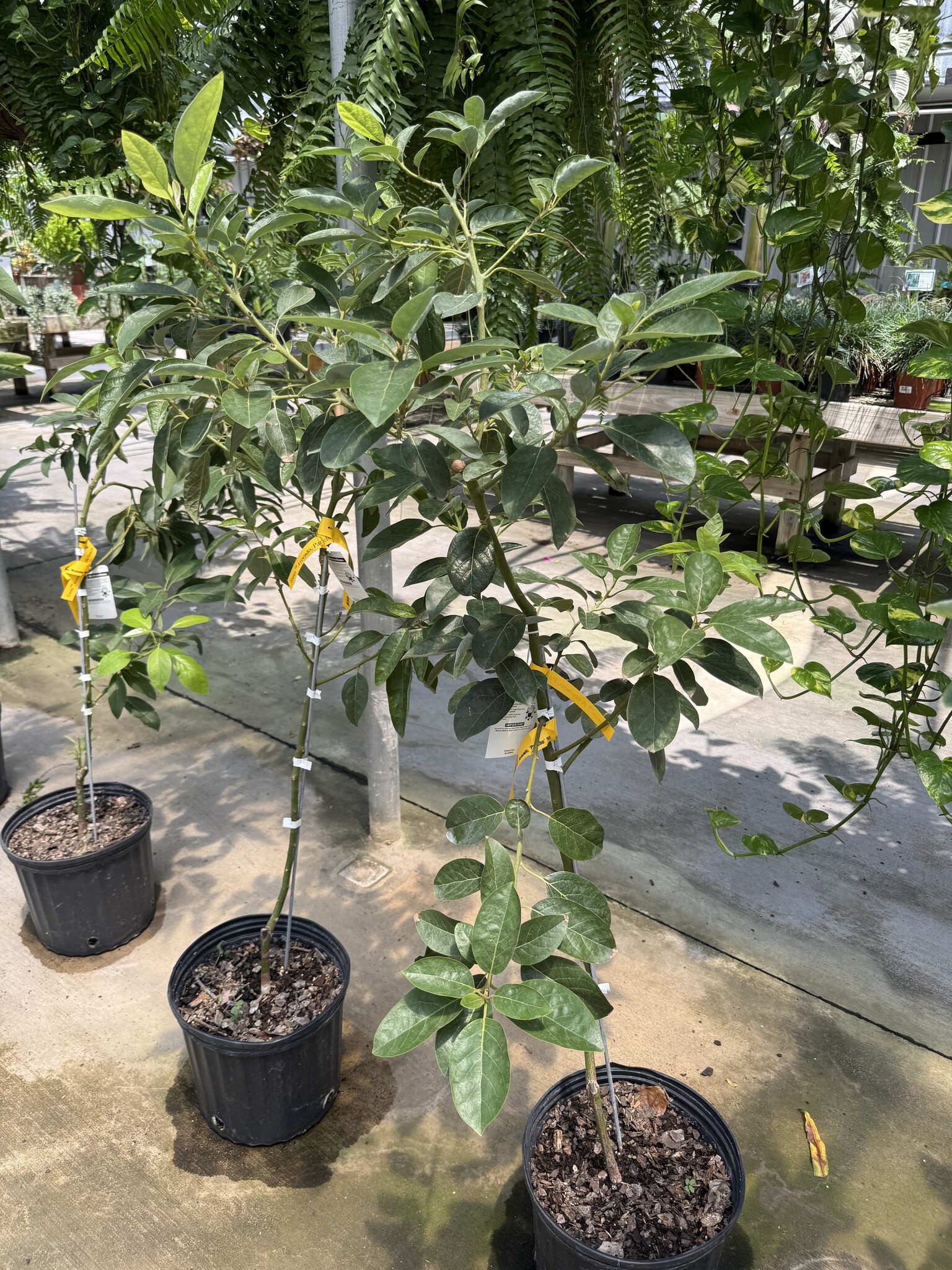 FRUIT TREE, AVOCADO, 'PANCHO', 3G