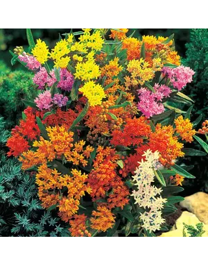 Asclepias Butterfly Weed 1 Trade Gallon – Monarch Host Plant