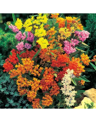 Asclepias Butterfly Weed 1 Trade Gallon – Monarch Host Plant