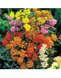 Asclepia 'Assorted Colors of butterfly weed 1 (trade gallon) pot